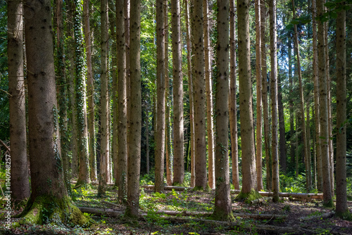 Wanderung durch den Wald am Degersee photo