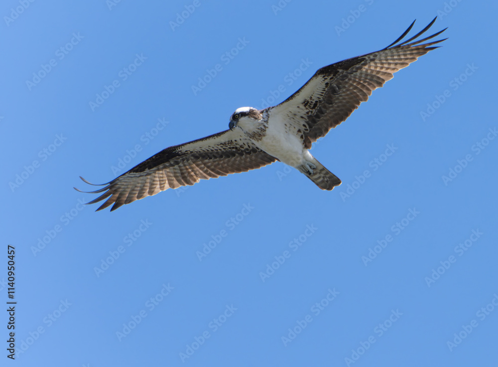 Obraz premium Osprey (Pandion Haliaetus) Circling the sky over the ocean in search of fish. Lost Colony of Roanoke, North Carolina. Summer. 