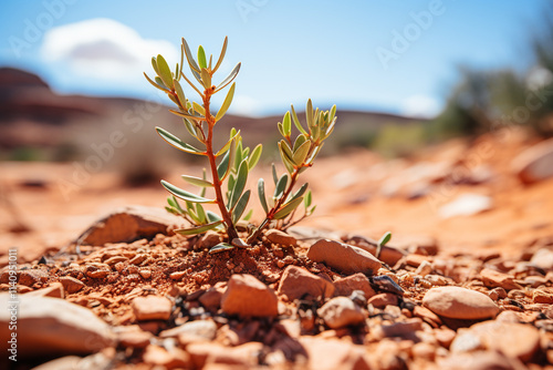 ecological importance and existence within desert sand dunes, epitomizing unique adaptations of plants and animals, oasis phenomenon, and unforgiving yet mesmerizing landscapes of arid regions photo