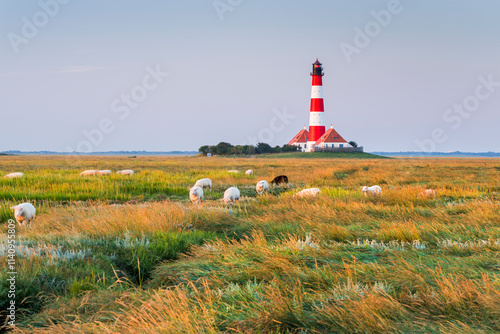 Leuchtturm Westerhever, Schafe, Schleswig-Holstein, Deutschland