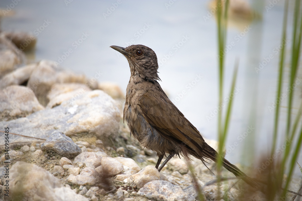 The thrush is a passerine bird of the thrush group, slightly smaller than the wood thrush and the orange-throated thrush. It can be confused with the poca thrush. The thrush is a passerine bird of the thrush group, slightly smaller than the wood thrush and the orange-throated thrush. It can be confused with the poca thrush.