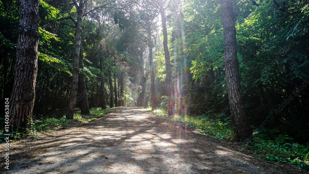 Obraz premium Scenic forest trail bathed in soft sunlight, surrounded by vibrant green foliage.