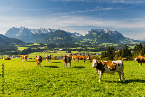Kühe auf einer Weide, Wilder und Zahmer Kaiser vom Moserberg, Kössen, Kaiserwinkl, Tirol, Österreich