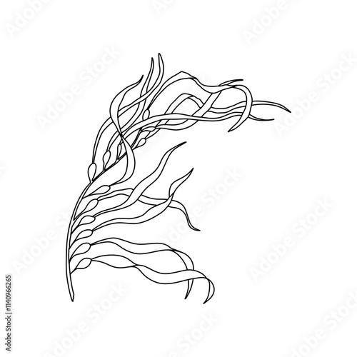 Hand drawn Giant kelp (Macrocystis pyrifera) algae graphic illustration. Natural drawing