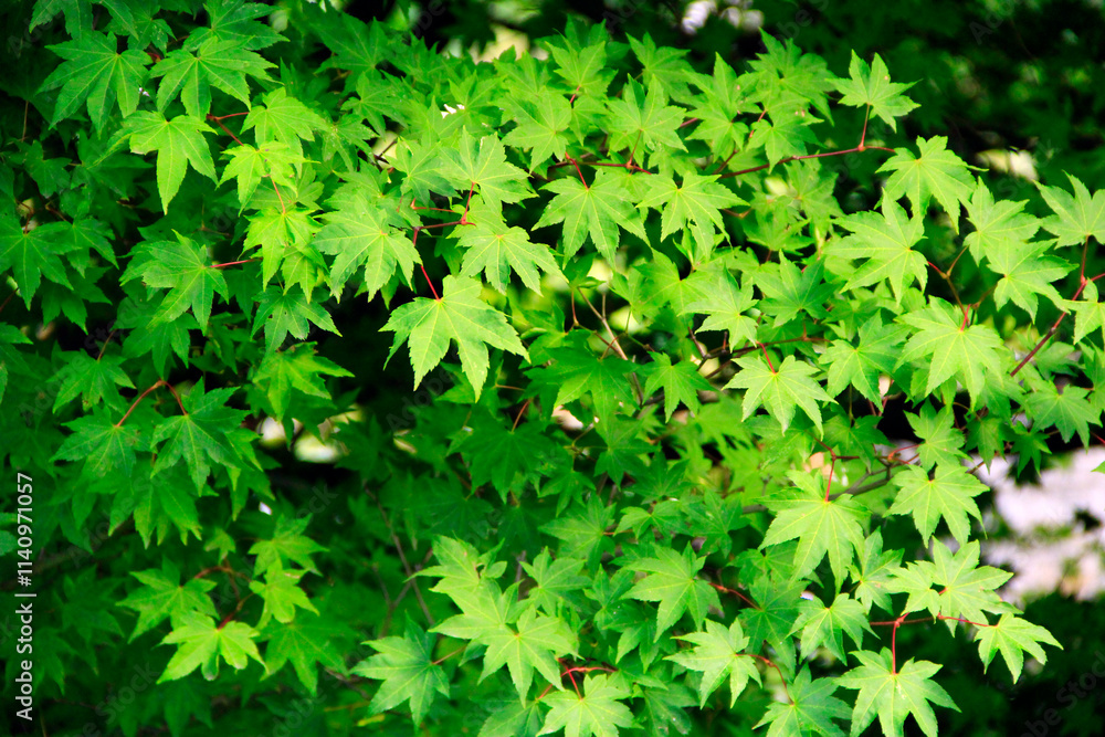 Green Maple Leaf as summer seasonal themed nature concept. Natural texture Green Maple Leaf as summer seasonal themed nature concept. Natural texture