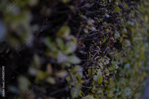 A detailed shot of vibrant green leaves on a dense shrub, showing their damaged structure and texture