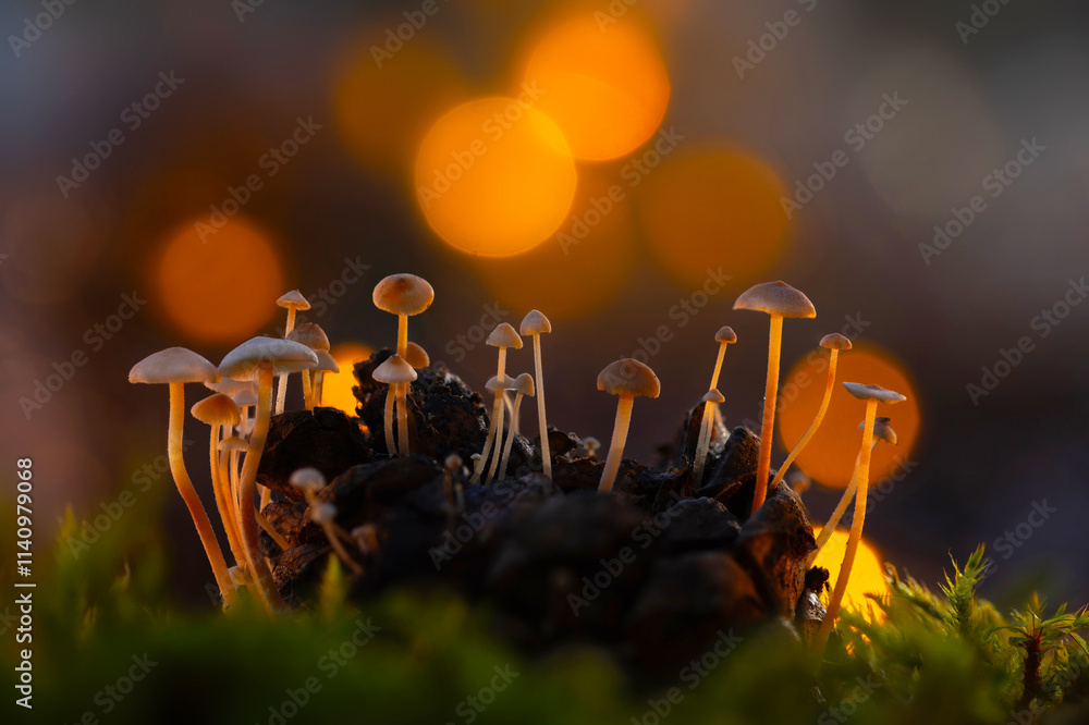 Fototapeta premium Cute mushrooms growing on a pine cone. Nature background.