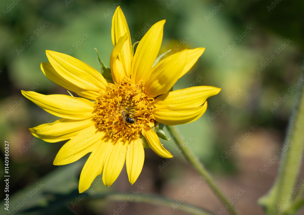Closeup of a Sunflower in Morning Light. Public Park, Fishers, Indiana. Summer. Closeup of a Sunflower in Morning Light. Public Park, Fishers, Indiana. Summer.