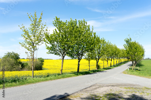 small street through the blooming rapeseed fields in Mecklenburg Western Pomerania on a bright summer day, Usedom