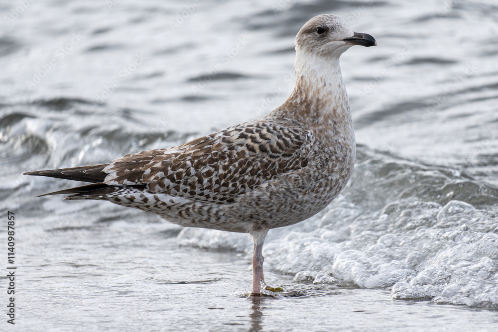 Obraz premium European herring gull (Larus argentatus) on Baltic Sea beach