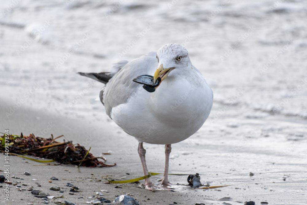 European herring gull (Larus argentatus) on Baltic Sea beach European herring gull (Larus argentatus) on Baltic Sea beach