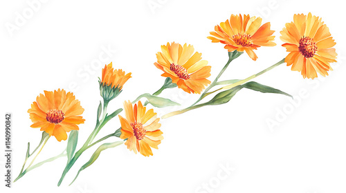 Watercolor botanical illustration featuring a branch of calendula officinalis flowers forming a diagonal composition