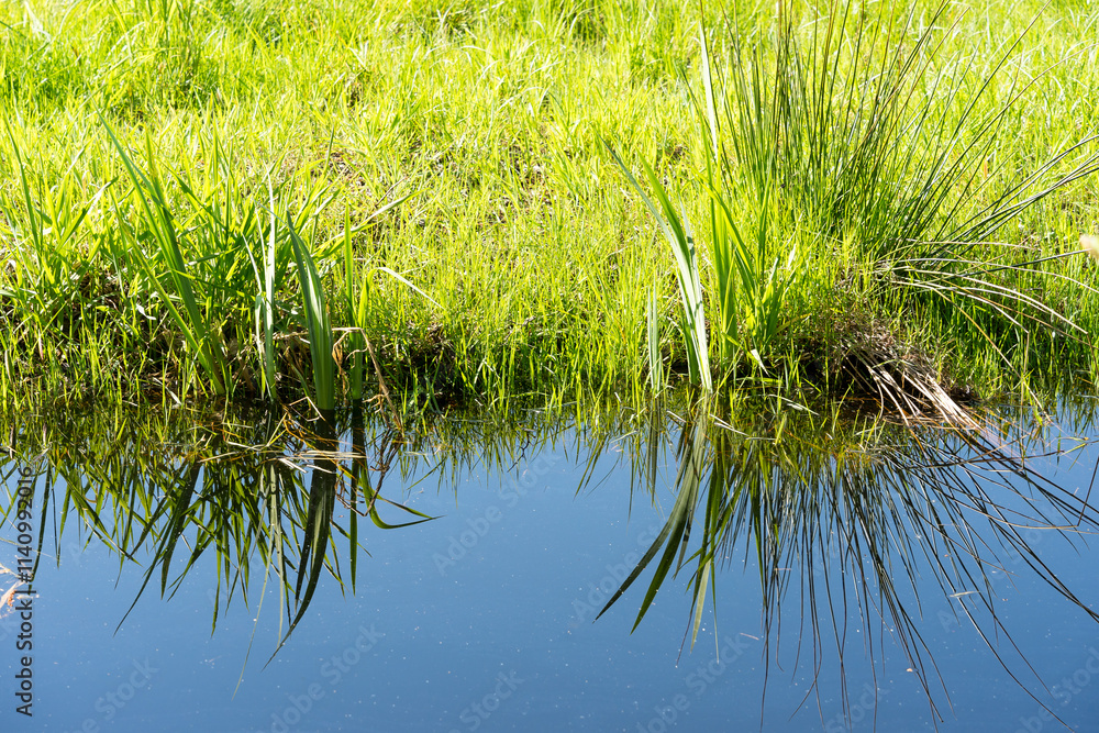 Moor plants in the nature reserve, moor protection is climate protection, they store CO2 and are important for the environment Moor plants in the nature reserve, moor protection is climate protection, they store CO2 and are important for the environment