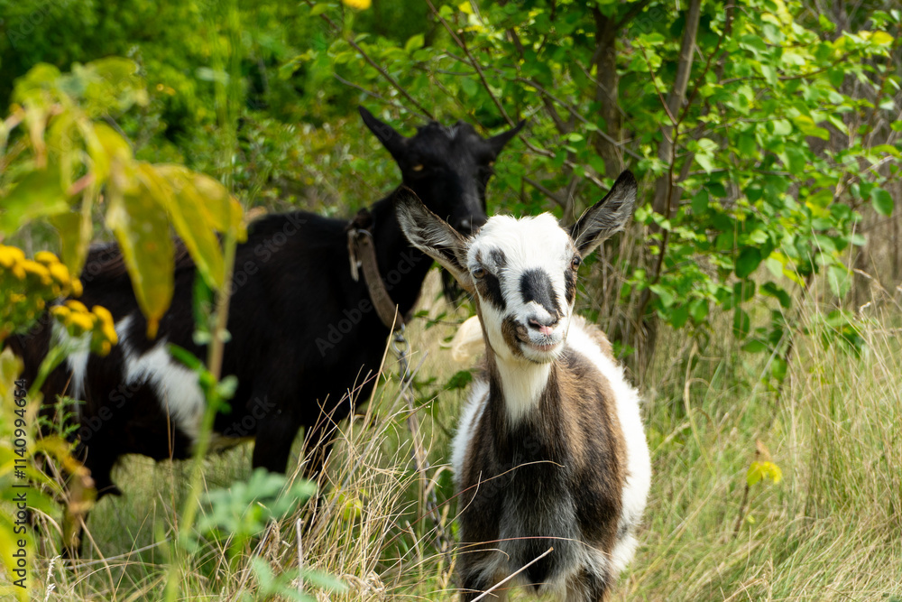 Goats roaming freely among greenery in a sunny meadow Goats roaming freely among greenery in a sunny meadow