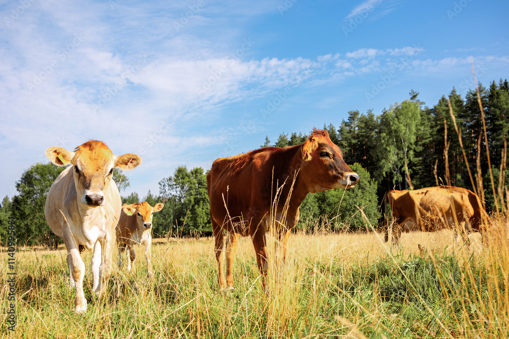 Brown cows graze on green meadow near forest on summer day, close-up. High quality photo Brown cows graze on green meadow near forest on summer day, close-up. High quality photo