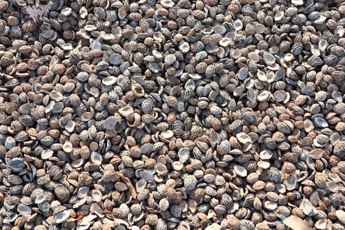 Mulching material from peach seeds was laid on the ground near the plants photo