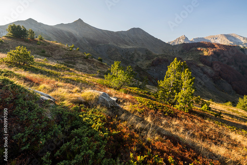 Kiefern nahe Valusnica, Prokletije Berge, Gusinje, Montenegro photo