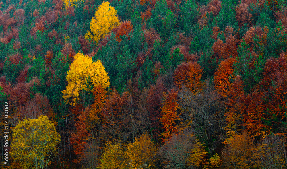 Autumn landscape. Beautiful colors of autumn and nature. Colorful nature background. Autumn landscape. Beautiful colors of autumn and nature. Colorful nature background.