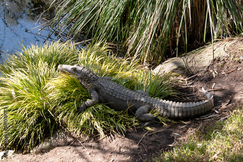 this is a side view of an alligator photo