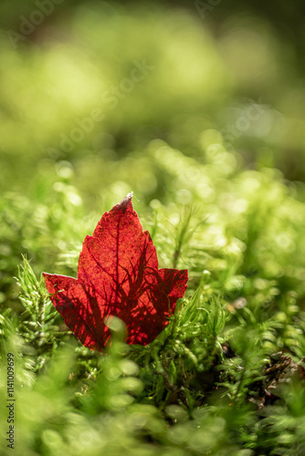 A bright red maple leaf stands out against a magnificent blurred green background, creating a striking contrast.
