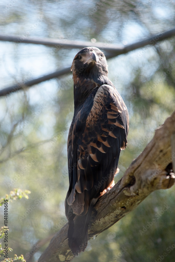 the black breasted buzzard is perched in a tree the black breasted buzzard is perched in a tree