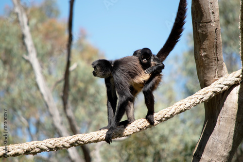 the black handed spider monkey has her son on his back photo