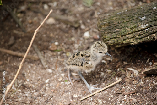 the black winged stilt chick  is looking for its mother photo