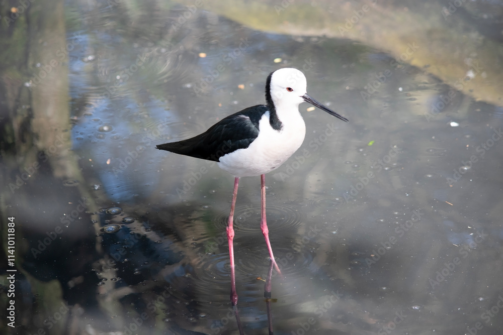 the black winged stilt is wading in water looking for food the black winged stilt is wading in water looking for food