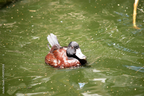 Bilde på lerret the blue billed duck is swimming in the lake