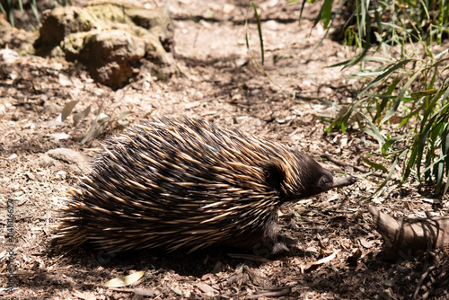 the short nosed has strong-clawed feet and spines on the upper part of a brownish body. photo