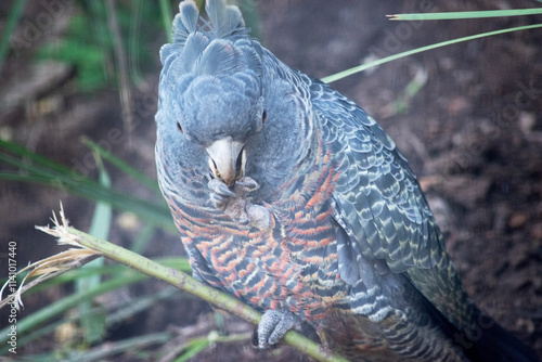 The male gang-gang parrot has a small, stocky cockatoo with a wispy grey crest, large, broad wings and a short tail.t photo