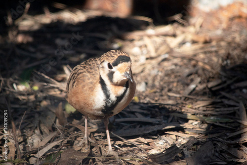 this is a close up of an inland dotterel photo