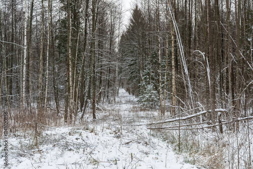 A path through a snowy forest with tall trees lining the sides. The trees are bare-branched and covered in snow. The ground is covered in snow and the path is barely visible