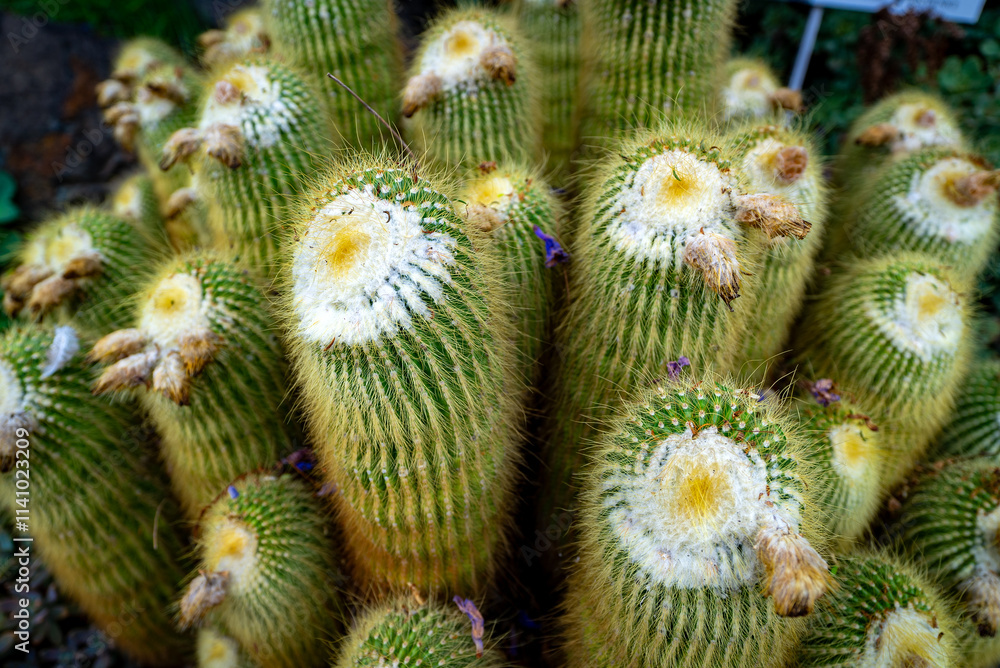 Vibrant Cactus Bloom in Close-Up.