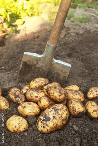 Bunch of organic potato harvest close-up. Freshly harvested yellow dirty potatoes with shovel on soil ground in farm garden. Harvesting vegetables