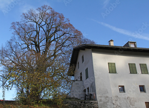 casa rustica con grande albero a Favogna (Bolzano) photo