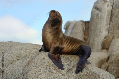Photography Southern Sea Lion (Otaria flavescens)