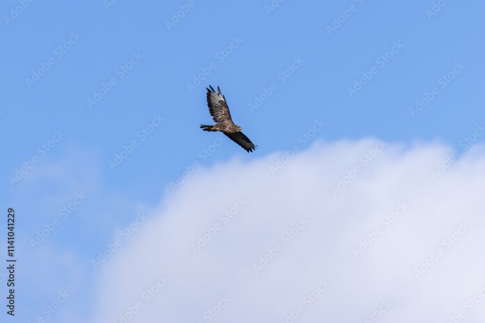 Common Buzzard (Buteo buteo), spotted over Baldoyle Racecourse, Dublin; common in Europe Common Buzzard (Buteo buteo), spotted over Baldoyle Racecourse, Dublin; common in Europe