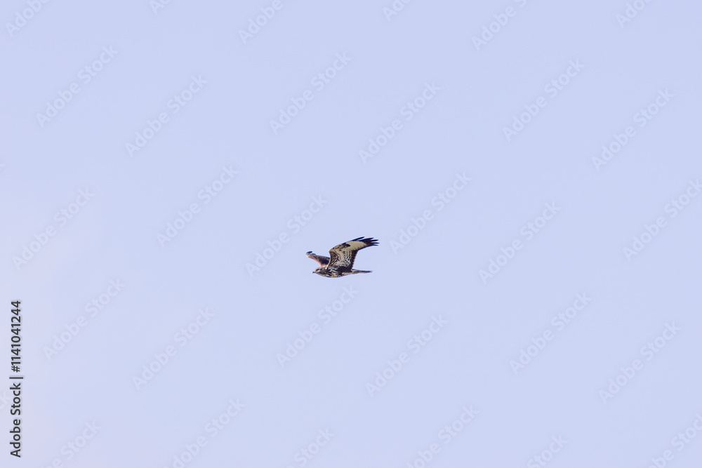 Common Buzzard (Buteo buteo), spotted over Baldoyle Racecourse, Dublin; common in Europe Common Buzzard (Buteo buteo), spotted over Baldoyle Racecourse, Dublin; common in Europe