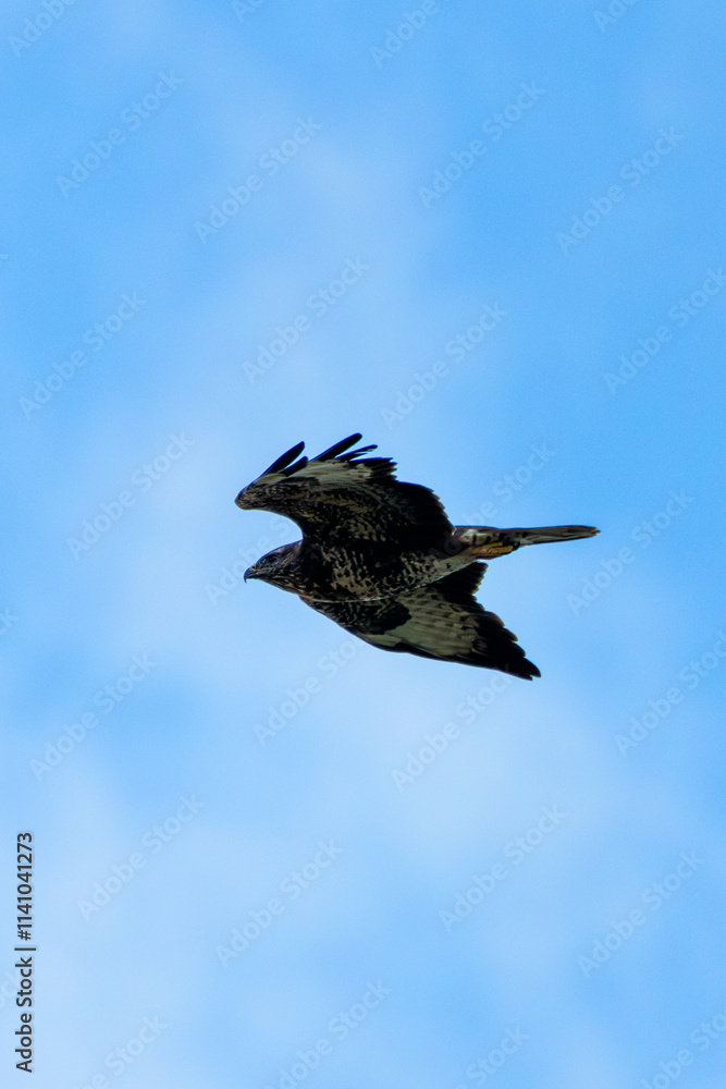 Obraz premium Common Buzzard (Buteo buteo), spotted over Baldoyle Racecourse, Dublin; common in Europe