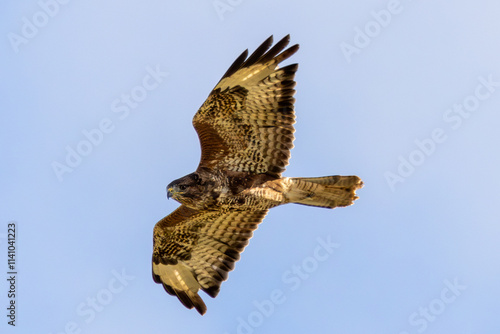 Common Buzzard (Buteo buteo), spotted over Baldoyle Racecourse, Dublin; common in Europe photo