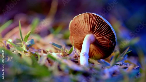 A mushroom is on the ground with its stem pointing up. The mushroom is brown and white. The image has a mood of calmness and serenity
