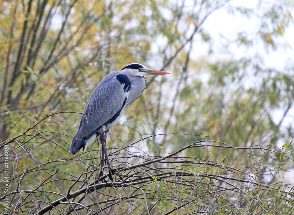 airone cinerino (Ardea cinerea) tra i salici autunnali airone cinerino (Ardea cinerea) tra i salici autunnali