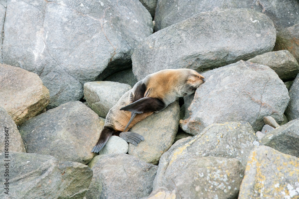 Fur Seal Relaxing on Coastal Rock, Peaceful Seaside Moment Fur Seal Relaxing on Coastal Rock, Peaceful Seaside Moment