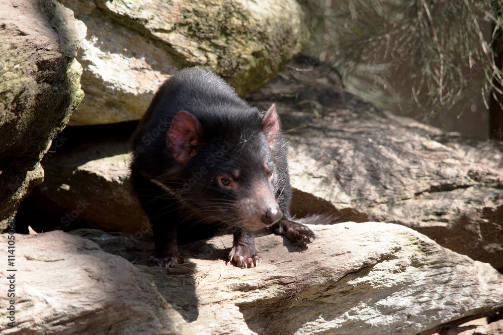 the Tasmanian devil is walking on a log the Tasmanian devil is walking on a log