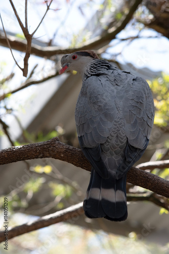 the topknot pigeon is perched in a bush photo