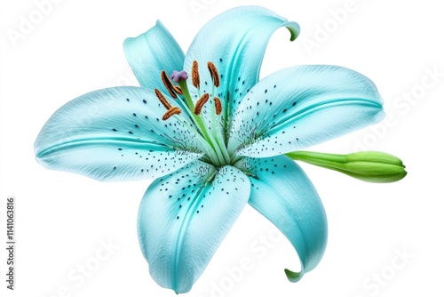 lily turquoise background image