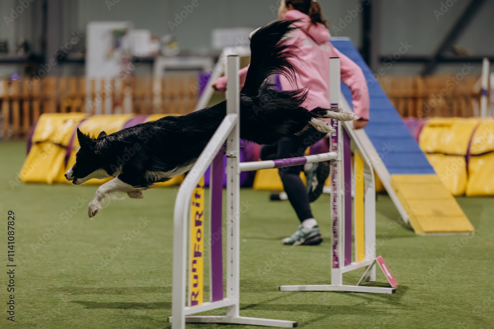 Naklejka premium Agility dogs. Border collie running agility competition. Sports dogs. Dog agility slalom, sports competitions of dogs. Sheltie dog. Shetland Sheepdog dog running trough the weaves. 