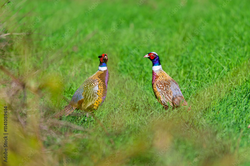 Two Male Ring-Necked Pheasants at the edge of a field at Ives Run State Park, in Tioga County, Pennsylvania. Two Male Ring-Necked Pheasants at the edge of a field at Ives Run State Park, in Tioga County, Pennsylvania.