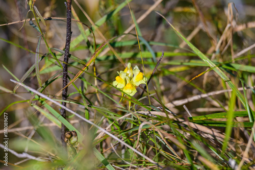 Yellow Toadflax Wildflowers at Chippewa Nature Center Wetlands Trail, in Midland, Michigan.